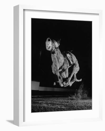 Muzzled Greyhound Captured at Full Speed by High Speed Camera in Race at Wonderland Track-Gjon Mili-Framed Photographic Print