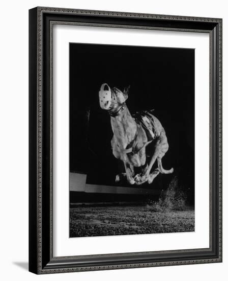 Muzzled Greyhound Captured at Full Speed by High Speed Camera in Race at Wonderland Track-Gjon Mili-Framed Photographic Print