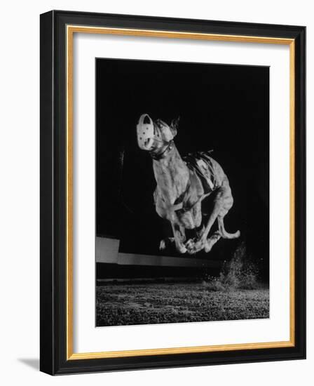 Muzzled Greyhound Captured at Full Speed by High Speed Camera in Race at Wonderland Track-Gjon Mili-Framed Photographic Print