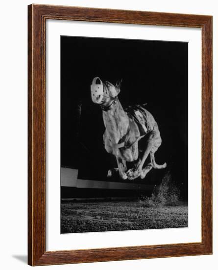 Muzzled Greyhound Captured at Full Speed by High Speed Camera in Race at Wonderland Track-Gjon Mili-Framed Photographic Print