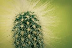 Macro Cactus-MXCLOUTI-Mounted Photographic Print