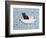 My Bathroom Cat-Ditz-Framed Giclee Print