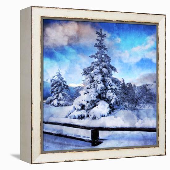 My Beautiful Fir Tree-Philippe Sainte-Laudy-Framed Stretched Canvas