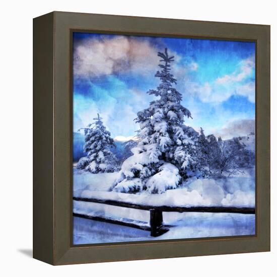 My Beautiful Fir Tree-Philippe Sainte-Laudy-Framed Stretched Canvas