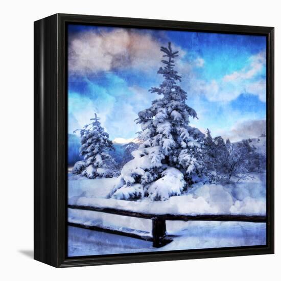 My Beautiful Fir Tree-Philippe Sainte-Laudy-Framed Stretched Canvas