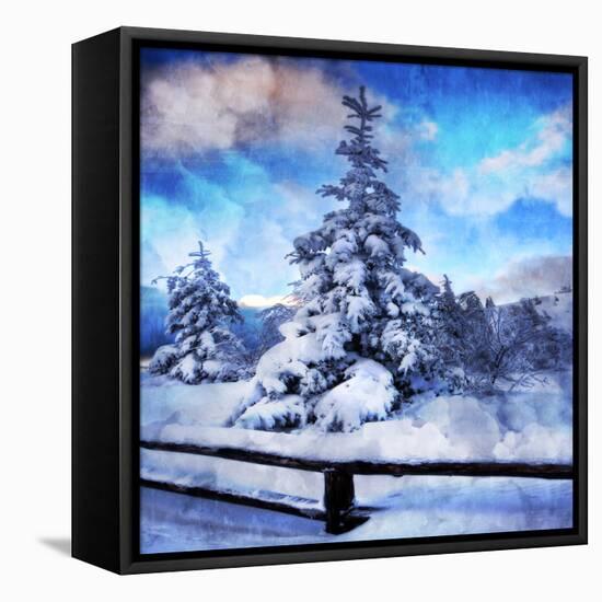 My Beautiful Fir Tree-Philippe Sainte-Laudy-Framed Stretched Canvas