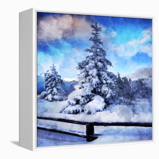 My Beautiful Fir Tree-Philippe Sainte-Laudy-Framed Stretched Canvas