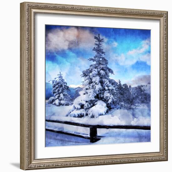 My Beautiful Fir Tree-Philippe Sainte-Laudy-Framed Photographic Print