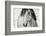 My Beautiful Mane-Lisa Dearing-Framed Photographic Print