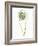 My Greenhouse Single Poppy I-Lisa Audit-Framed Art Print