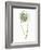 My Greenhouse Single Poppy I-Lisa Audit-Framed Art Print