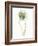 My Greenhouse Single Poppy I-Lisa Audit-Framed Art Print