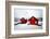 My House Is Your Home-Philippe Sainte-Laudy-Framed Photographic Print