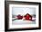 My House Is Your Home-Philippe Sainte-Laudy-Framed Photographic Print