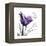 My Love Tulip-Albert Koetsier-Framed Stretched Canvas