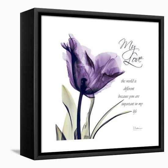 My Love Tulip-Albert Koetsier-Framed Stretched Canvas