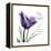 My Love Tulip-Albert Koetsier-Framed Stretched Canvas