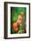 My Prayers-Philippe Sainte-Laudy-Framed Photographic Print