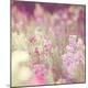 Premium Photographic Print