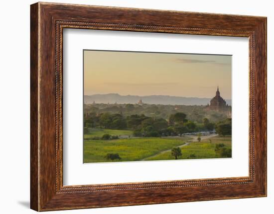 Myanmar. Bagan. Horse Carts and Cattle Walk the Roads at Sunset-Inger Hogstrom-Framed Photographic Print