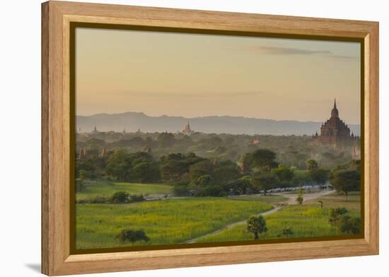 Myanmar. Bagan. Horse Carts and Cattle Walk the Roads at Sunset-Inger Hogstrom-Framed Premier Image Canvas