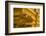 Myanmar. Bagan. Nyaung U. Shwezigon Pagoda-Inger Hogstrom-Framed Photographic Print