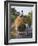 Myanmar, Burma, Bagan, A Farmer Takes Home an Ox-Cart Load of Rice Straw for His Livestock-Nigel Pavitt-Framed Photographic Print