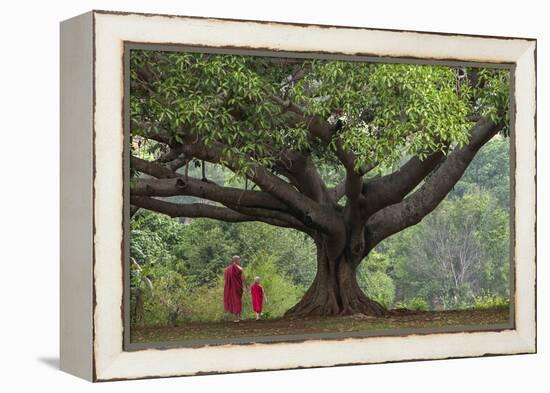 Myanmar, Pindaya. Buddhist Monks under Giant Banyan Tree-Jaynes Gallery-Framed Premier Image Canvas