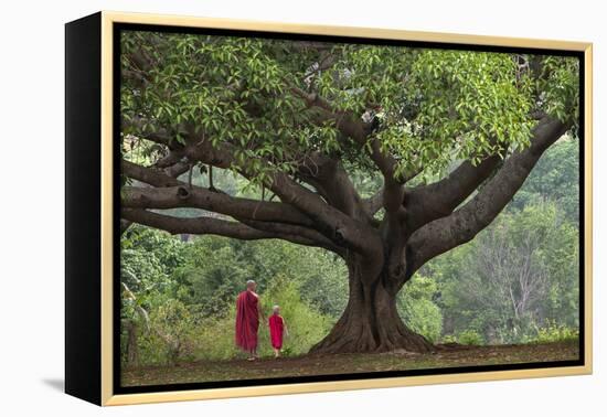 Myanmar, Pindaya. Buddhist Monks under Giant Banyan Tree-Jaynes Gallery-Framed Premier Image Canvas