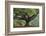 Myanmar, Pindaya. Buddhist Monks under Giant Banyan Tree-Jaynes Gallery-Framed Photographic Print