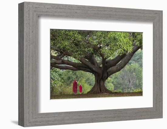 Myanmar, Pindaya. Buddhist Monks under Giant Banyan Tree-Jaynes Gallery-Framed Photographic Print