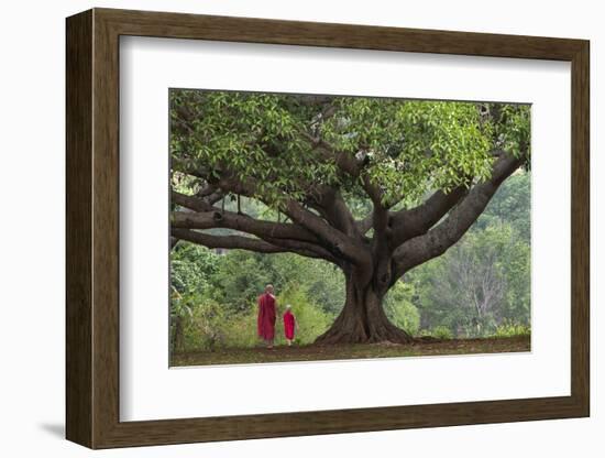 Myanmar, Pindaya. Buddhist Monks under Giant Banyan Tree-Jaynes Gallery-Framed Photographic Print