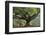 Myanmar, Pindaya. Buddhist Monks under Giant Banyan Tree-Jaynes Gallery-Framed Photographic Print