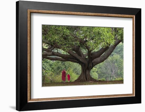 Myanmar, Pindaya. Buddhist Monks under Giant Banyan Tree-Jaynes Gallery-Framed Photographic Print