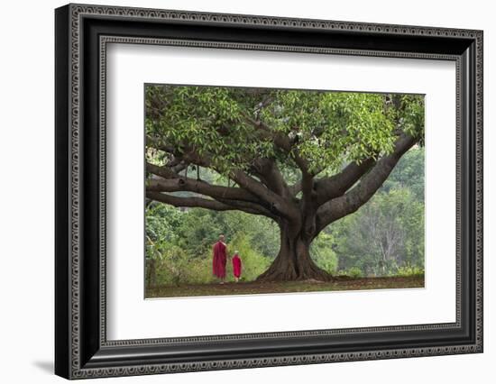 Myanmar, Pindaya. Buddhist Monks under Giant Banyan Tree-Jaynes Gallery-Framed Photographic Print