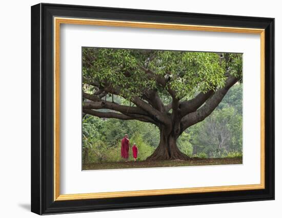 Myanmar, Pindaya. Buddhist Monks under Giant Banyan Tree-Jaynes Gallery-Framed Photographic Print