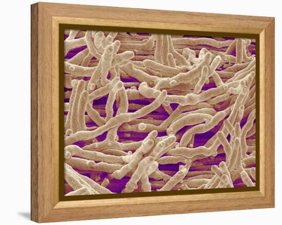 Mycelium of Mushroom-Micro Discovery-Framed Premier Image Canvas