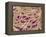 Mycelium of Mushroom-Micro Discovery-Framed Premier Image Canvas