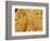 Mycelium of Mushroom-Micro Discovery-Framed Photographic Print