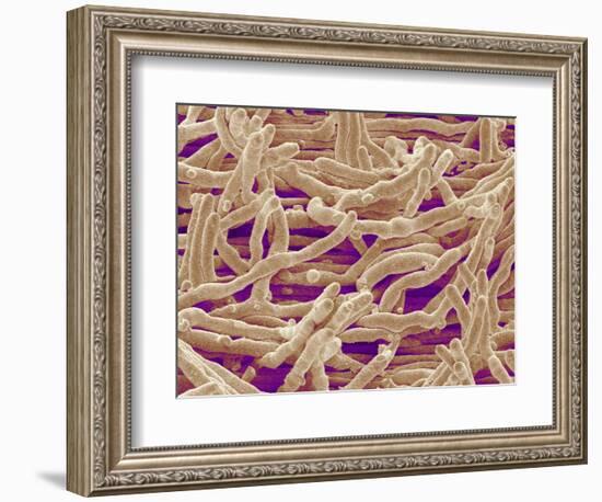 Mycelium of Mushroom-Micro Discovery-Framed Photographic Print