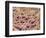 Mycelium of Mushroom-Micro Discovery-Framed Photographic Print