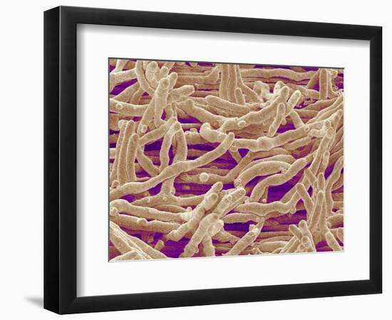 Mycelium of Mushroom-Micro Discovery-Framed Photographic Print