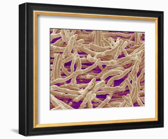 Mycelium of Mushroom-Micro Discovery-Framed Photographic Print