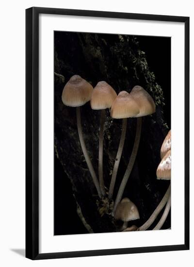 Mycena Haematopus (Bleeding Fairy Helmet, Burgundydrop Bonnet, Bleeding Mycena)-Paul Starosta-Framed Photographic Print