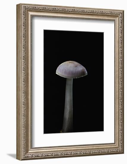 Mycena Pura (Lilac Bonnet)-Paul Starosta-Framed Photographic Print