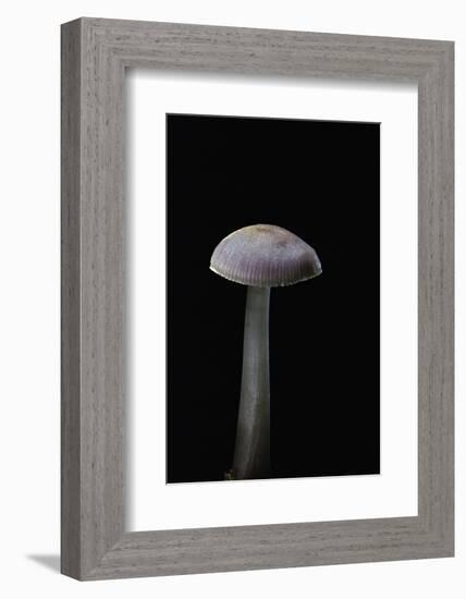 Mycena Pura (Lilac Bonnet)-Paul Starosta-Framed Photographic Print