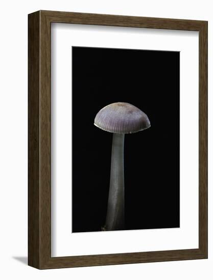 Mycena Pura (Lilac Bonnet)-Paul Starosta-Framed Photographic Print