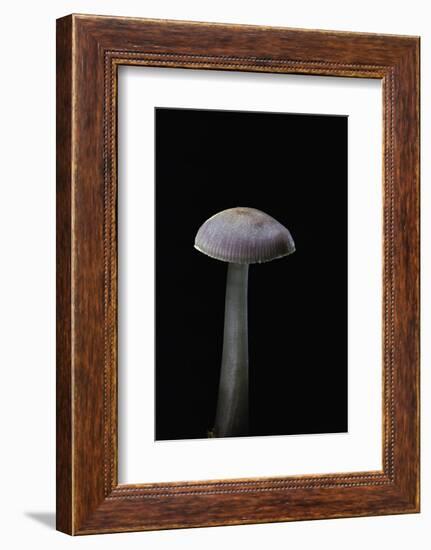 Mycena Pura (Lilac Bonnet)-Paul Starosta-Framed Photographic Print