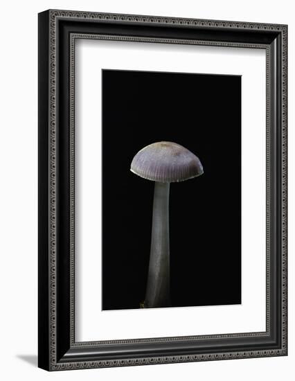 Mycena Pura (Lilac Bonnet)-Paul Starosta-Framed Photographic Print