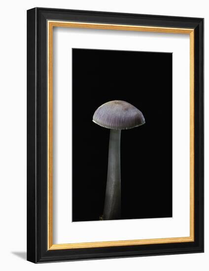 Mycena Pura (Lilac Bonnet)-Paul Starosta-Framed Photographic Print